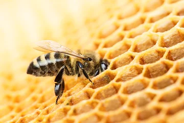 Garden poster Bee Working bee