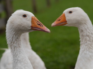 white goose outdoors
