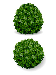 bush decorative boxwood