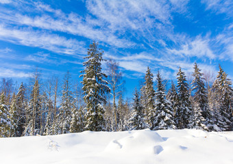 Winter trees in the mountains covered with shiny snow