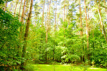 Fototapeta na wymiar Foliage Beauty Forest Landscape