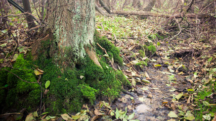 Obraz premium Herbst