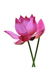 lotus © meen_na