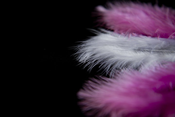 feathers isolated in black background