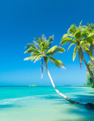 Coconut Coast Exotic Paradise