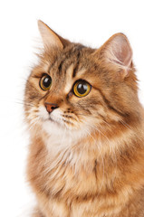Siberian cat