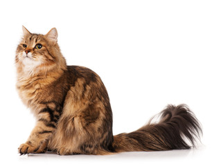 Siberian cat