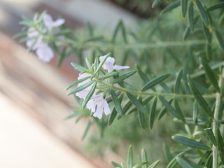 優しげなローズマリーの花