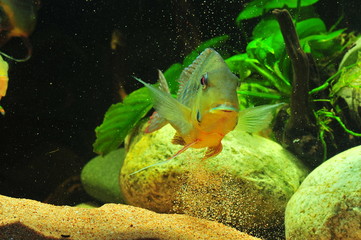 Geophagus dicrozoster L&oacute;pez-Fern&aacute;ndez & Taphorn, 2004