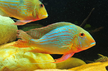 Geophagus altifrons