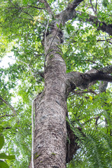 Fototapeta premium Vine and tree in asia forest