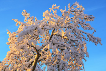 Tree tops with snow