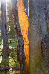 Sunspot on the bark