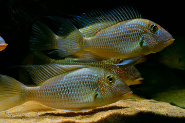 Satanoperca mapiritensis (Fernández Yépez, 1950, 1950)