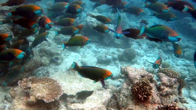 Papageifische im Schwarm