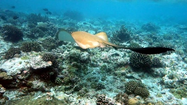Stachelrochen schwebt über das Korallenriff