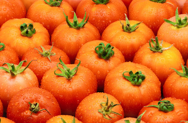 Tomato