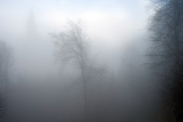Fototapeta na wymiar Misty woods