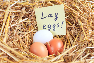 Three chicken eggs and a note