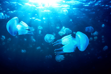 Naklejka premium Jellyfish floating in deep blue water, Black Sea