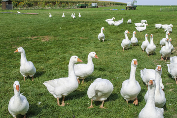 Obraz premium Farm (domestic ducks)