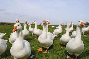 White Ducks
