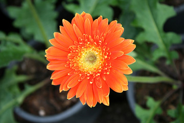 orange gerbera