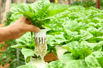 Hand holding hydroponic grown vegetable