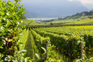 Vigna