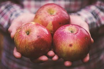 Organic domestic apples in hands