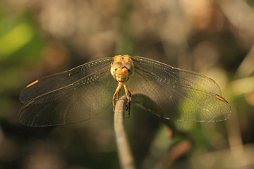 dragonfly sit on iron stick,macro shooting