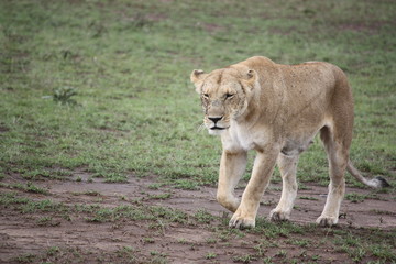 Fototapeta na wymiar Löwin allein unterwegs - Kenia
