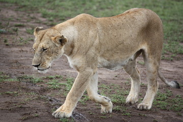 Fototapeta na wymiar Löwin allein unterwegs - Kenia