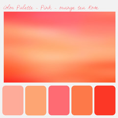 Obraz premium Color palette - Pink- orange tea rose
