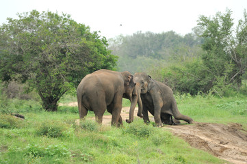 Fototapeta premium Elephants