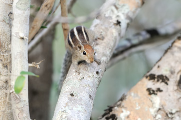 Wild chipmunk