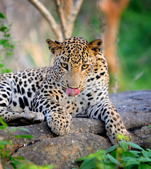 Leopard