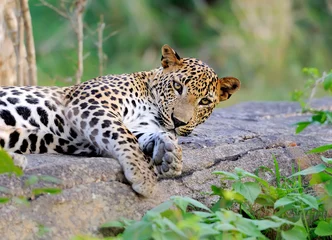 Rolgordijnen Leopard © byrdyak
