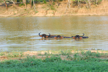 Water buffalo are bathing in a lake