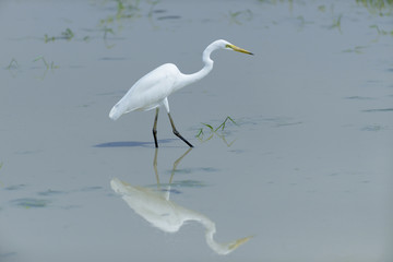White egret