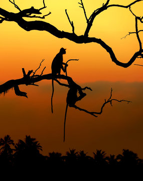 Silhouette of a monkey