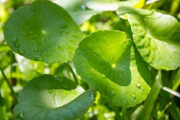 Water Pennywort , Centella asiatica