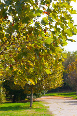 Naklejka premium Maple tree leaves starting to rust with park alley background.