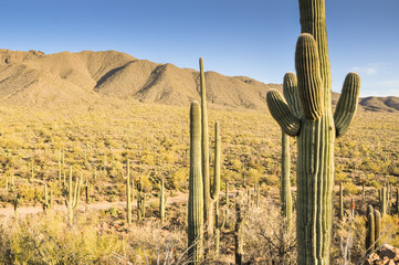 Saguaro National Park, Tucson, Arizona