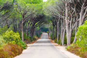 Naklejka premium road through a pine forest