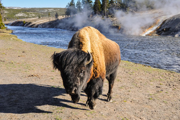 Bison near Excelsior geyser, Yellowstone (USA)
