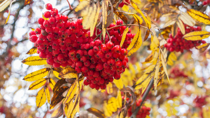 Branch with the berries of wild ash