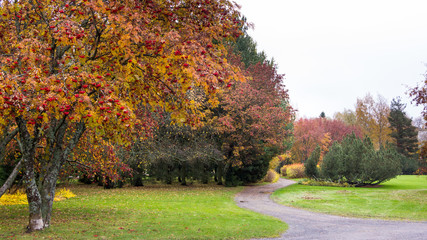 Naklejka premium Path through rowan berry trees