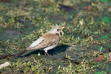 Turdus pilaris, Fieldfare.