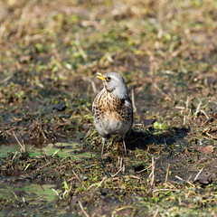 Turdus pilaris, Fieldfare.
